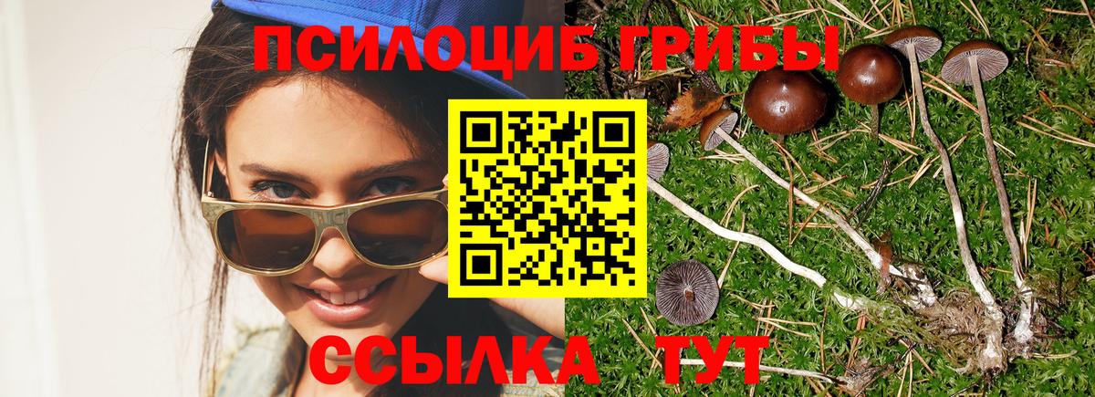 Псилоцибиновые грибы Cubensis Татарск